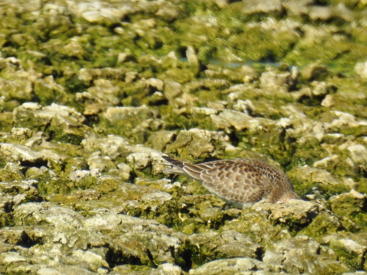 Baird's Sandpiper - Pam Rasmussen