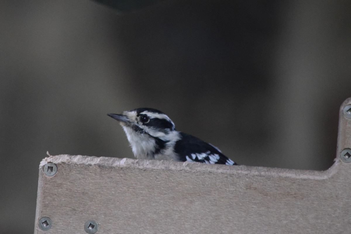 Downy Woodpecker - ML35440231