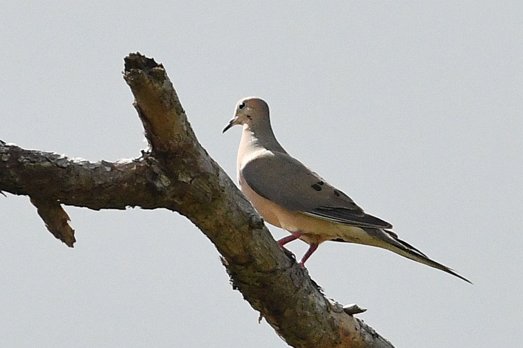 Mourning Dove - Lewis Gray