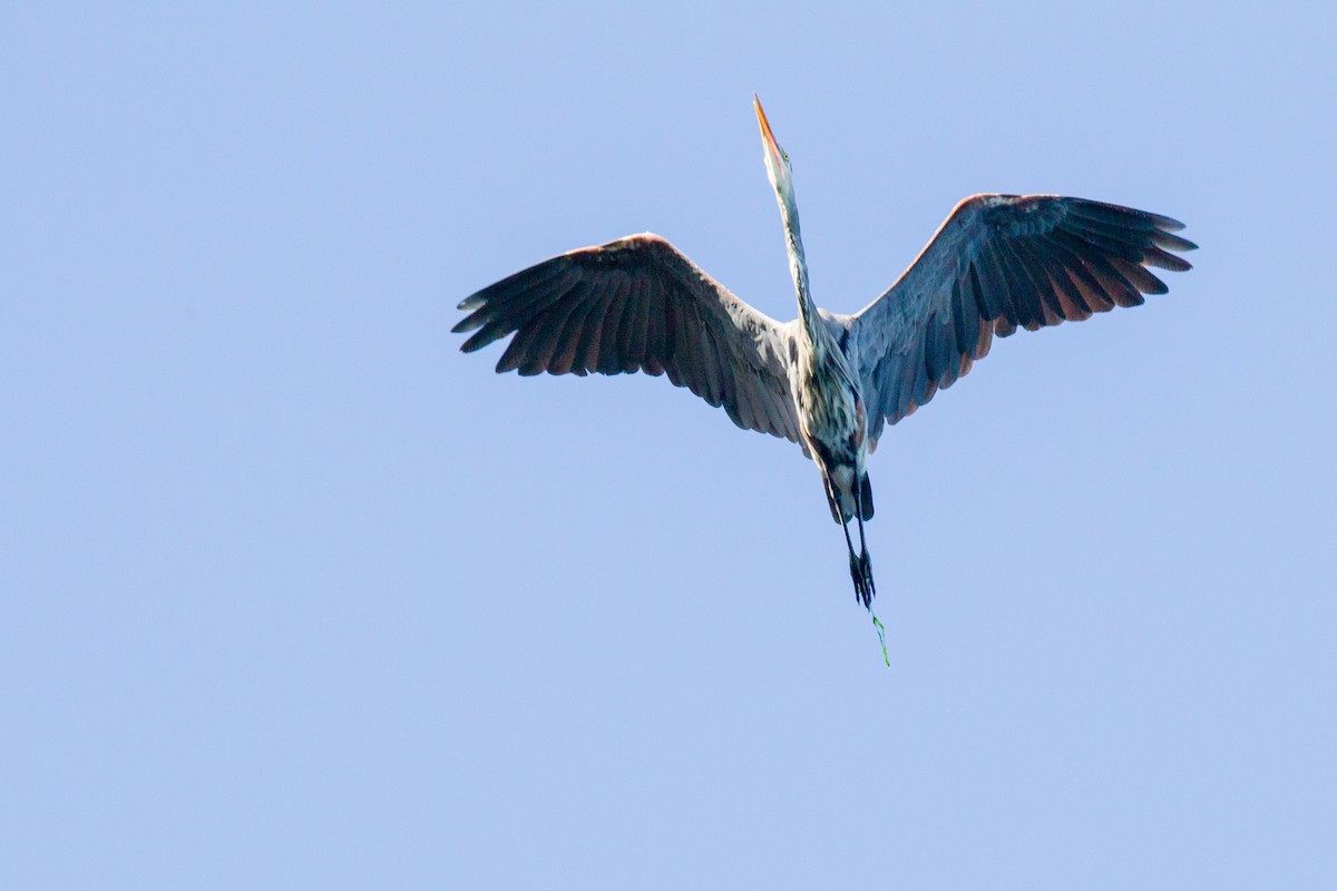 Great Blue Heron - Belen Schneider