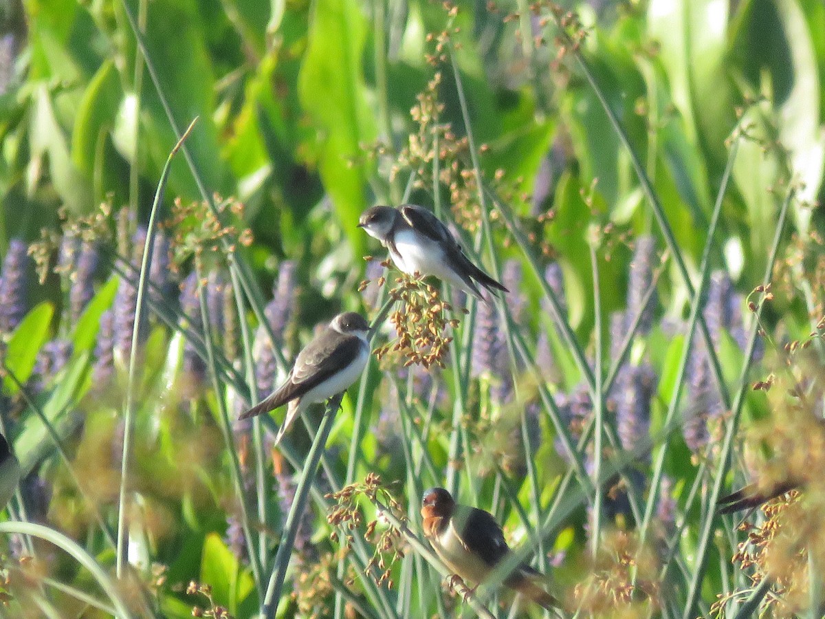 Bank Swallow - Lloyd Davis