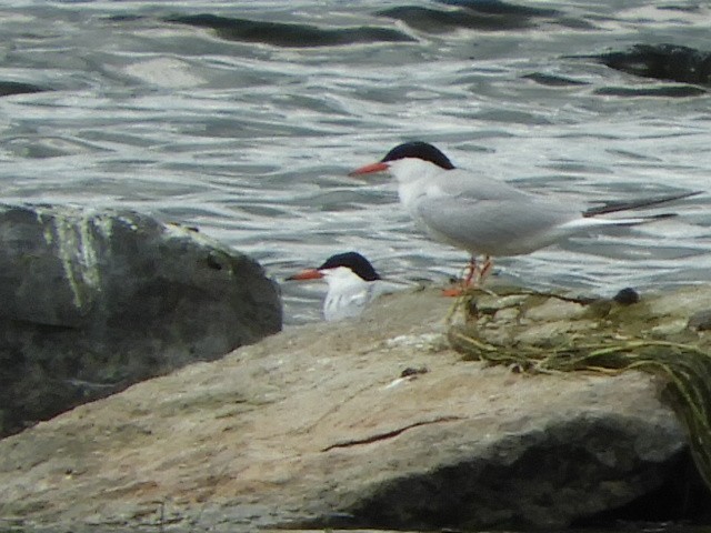 Common Tern - ML354404271