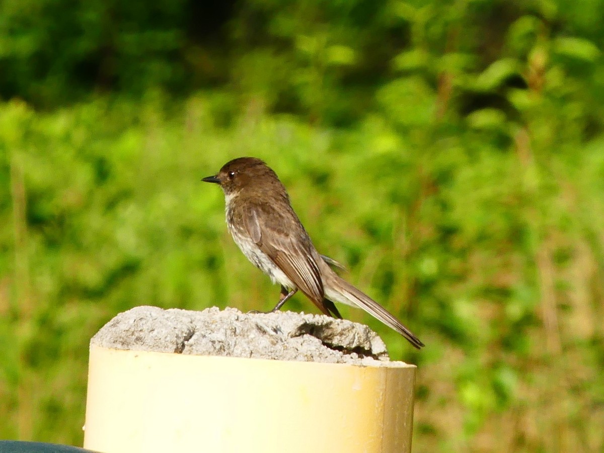 Eastern Phoebe - ML354404341