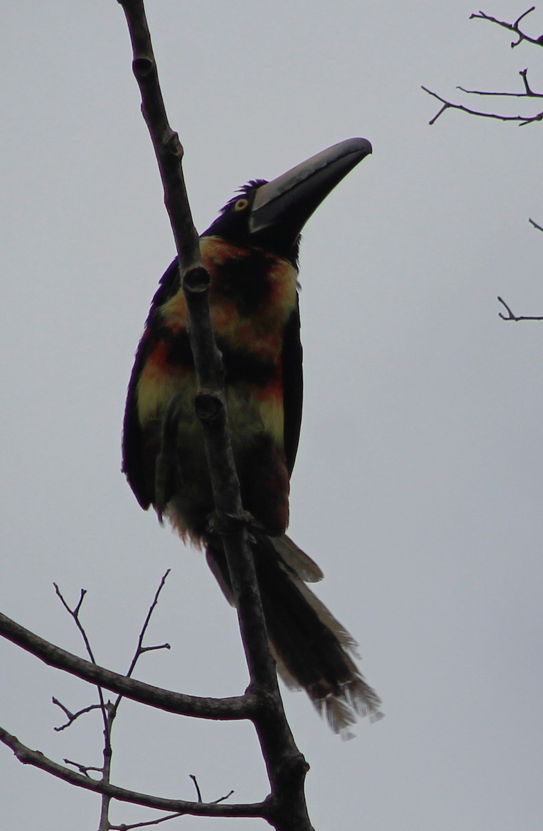 Collared Aracari - Mario Trejo