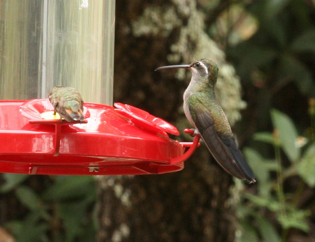kolibřík blankytohrdlý - ML354407131