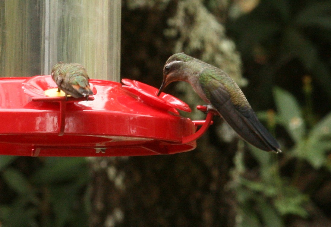 kolibřík blankytohrdlý - ML354407141