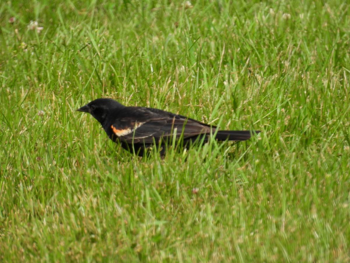 Red-winged Blackbird (Red-winged) - ML354407181