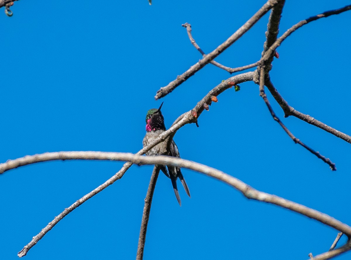 Colibri améthyste - ML354408091