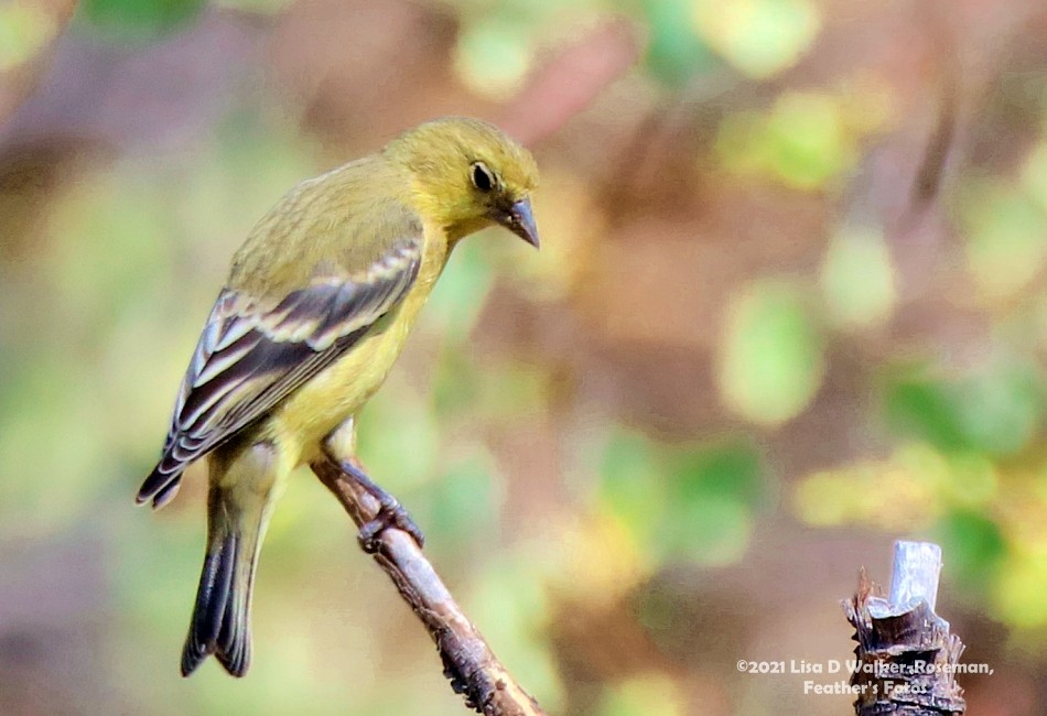 Lesser Goldfinch - ML354408521