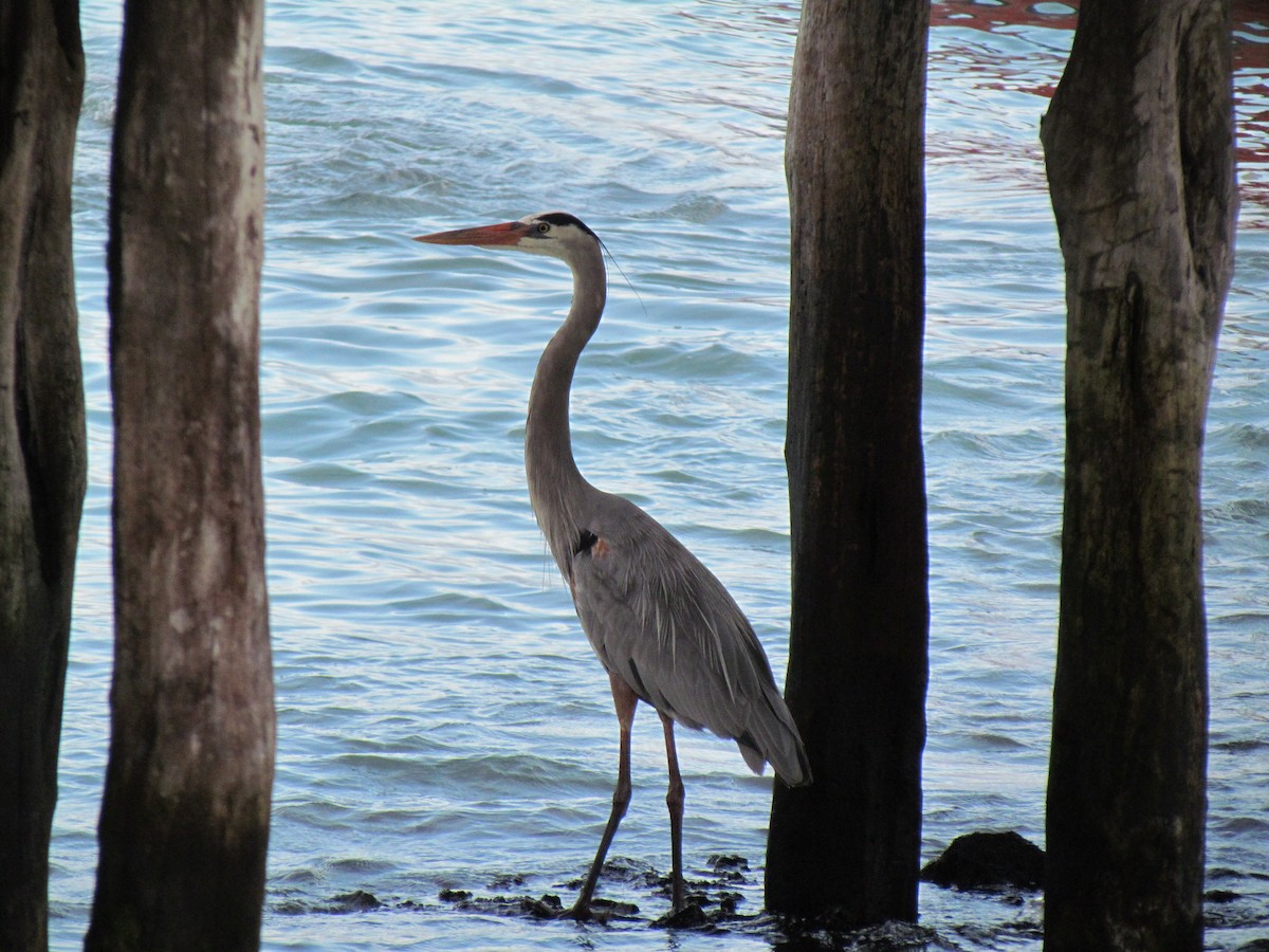 Great Blue Heron - ML354408601