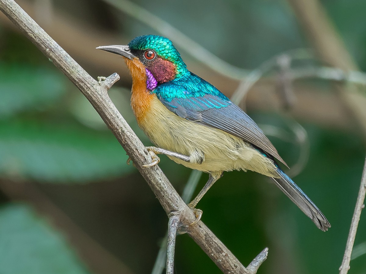 Ruby-cheeked Sunbird