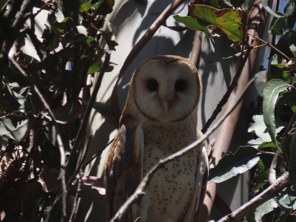 American Barn Owl - ML354409381