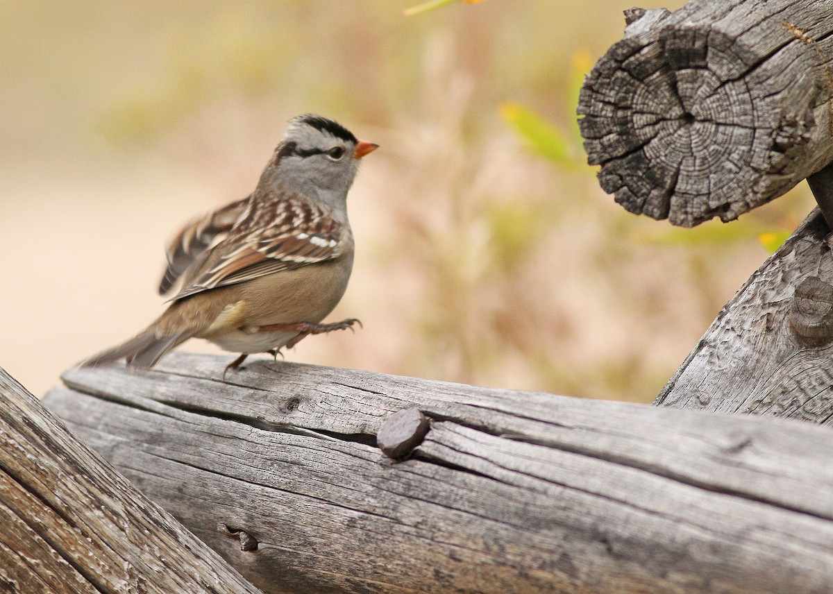 White-crowned Sparrow (oriantha) - ML354409681