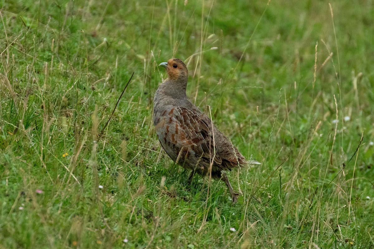 Gray Partridge - ML354409701