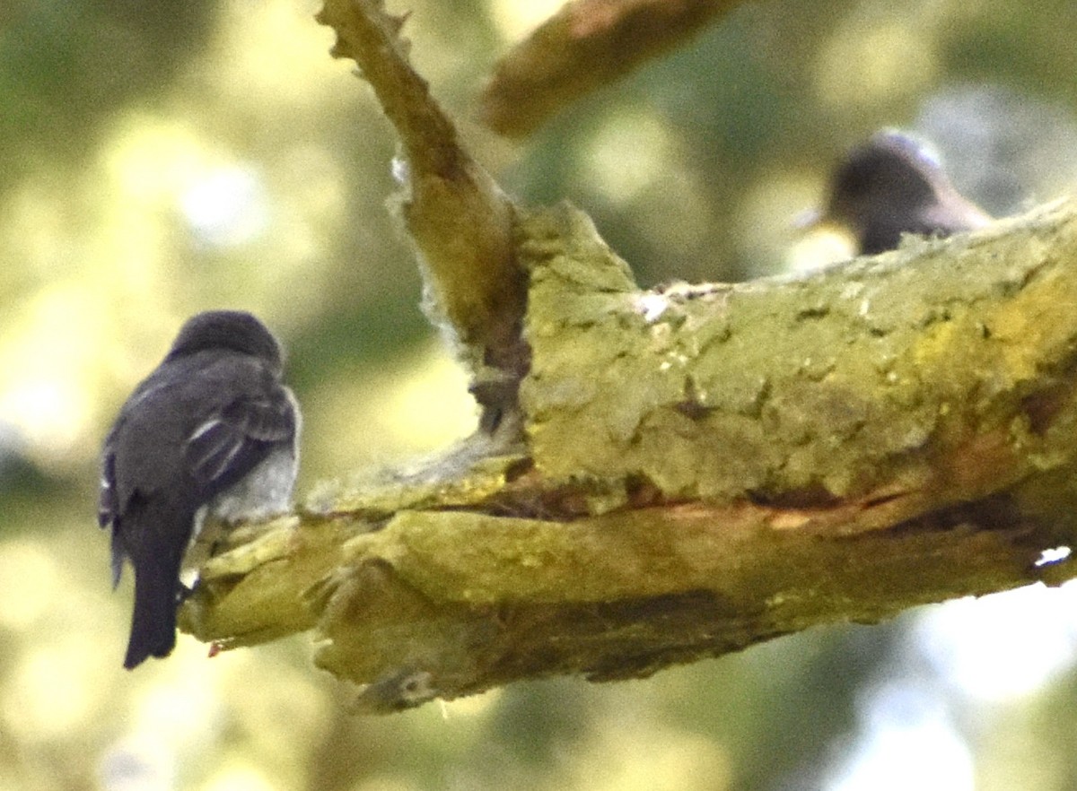 Olive-sided Flycatcher - ML354410961