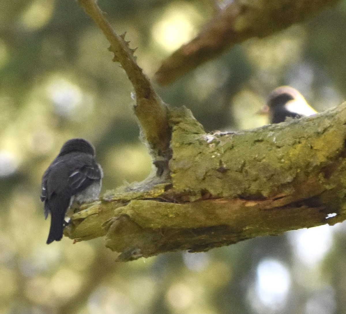 Olive-sided Flycatcher - ML354410971