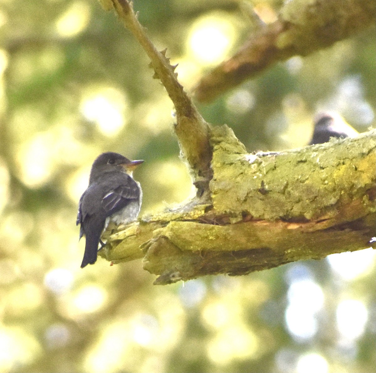 Olive-sided Flycatcher - ML354411001