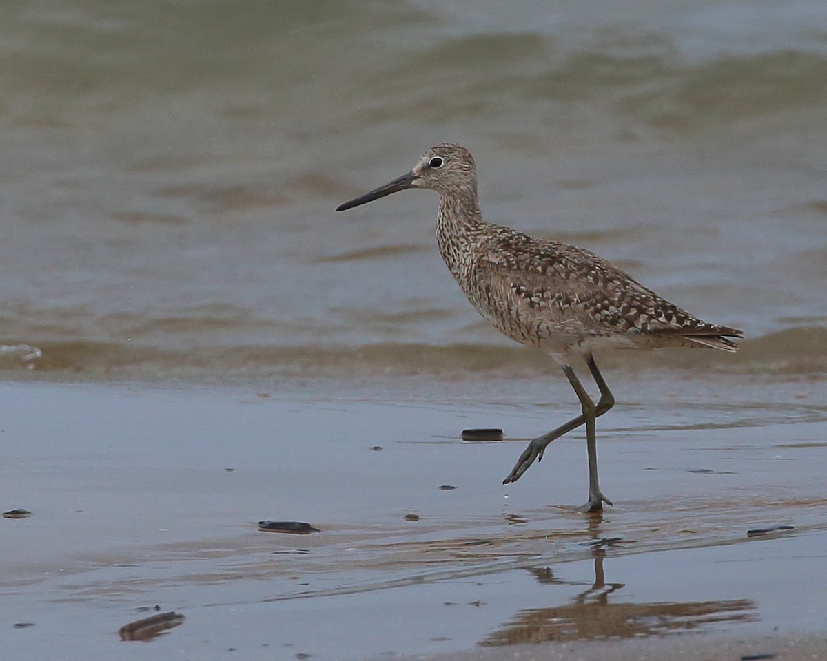 Willet (Western) - Bruce Robinson
