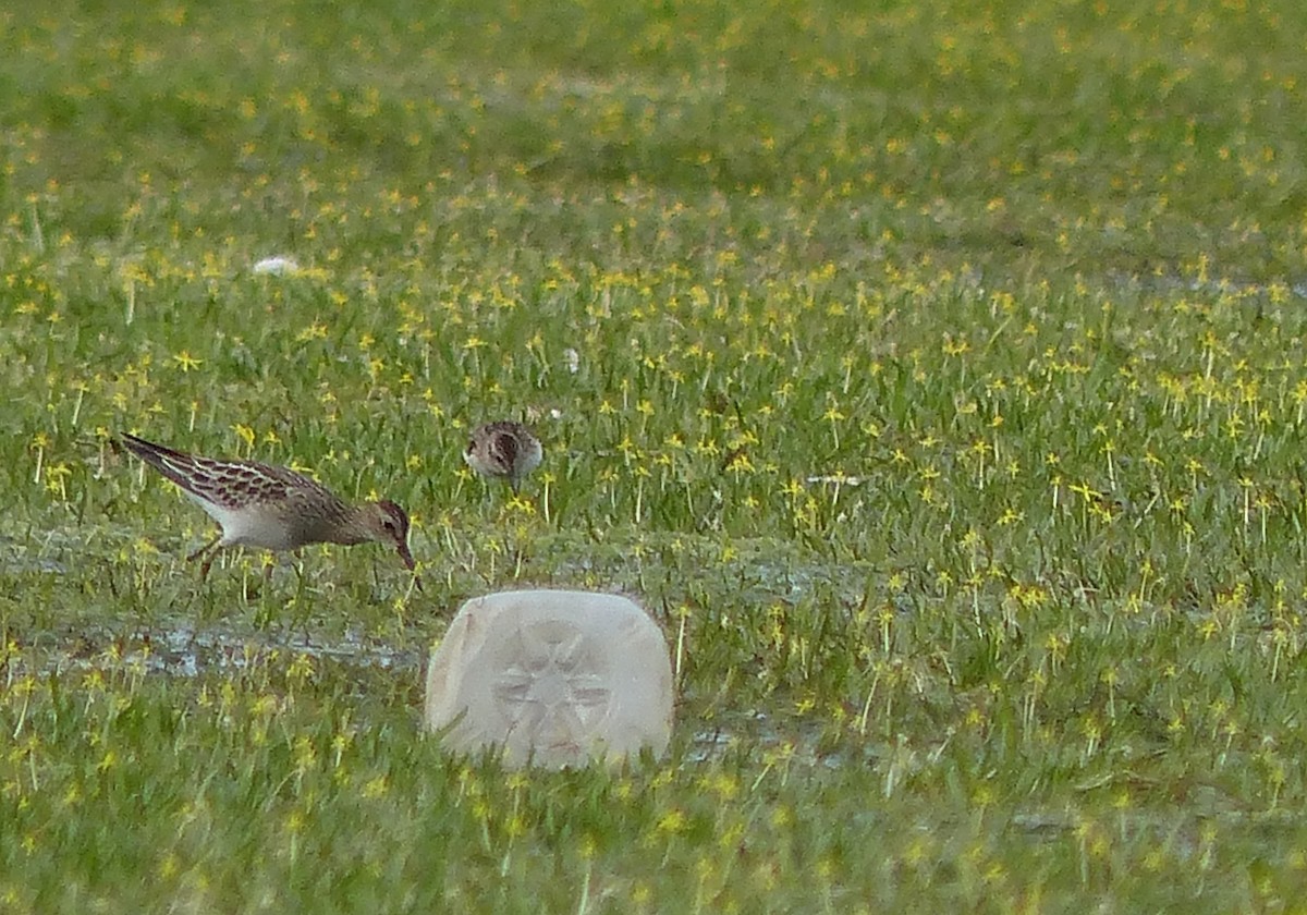 Pectoral Sandpiper - ML35441211