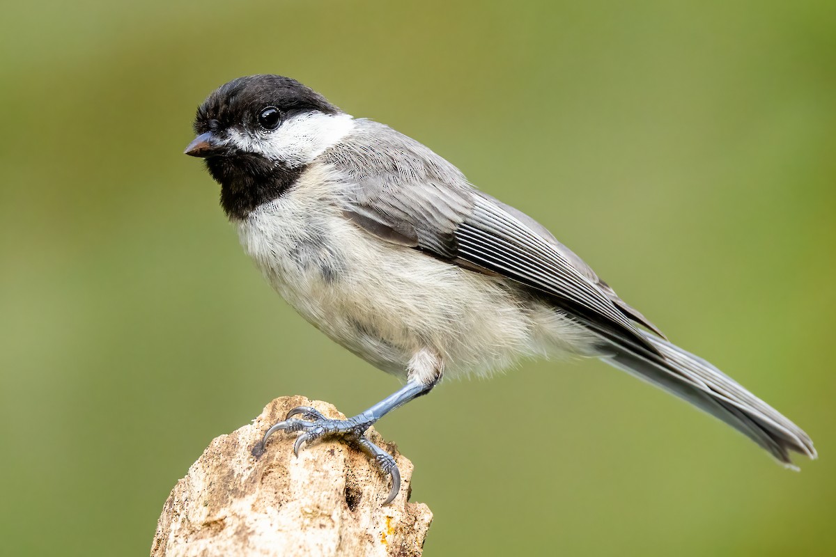 Carolina Chickadee - ML354412141