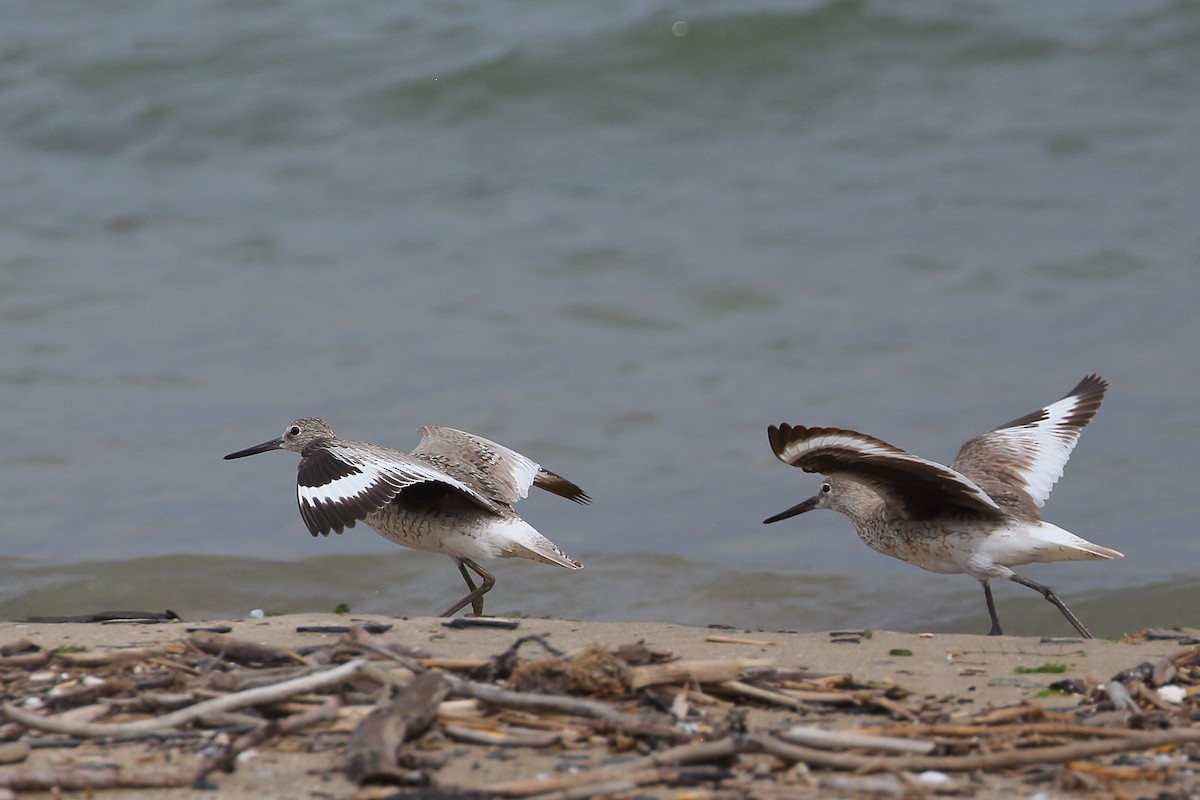 Willet (Western) - Bruce Robinson