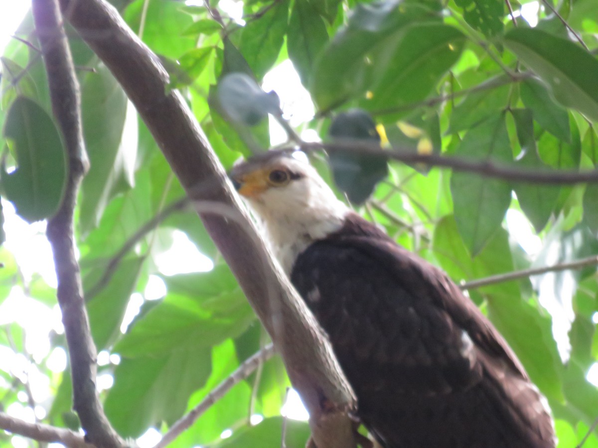 Gray-headed Kite - Romeu Gama