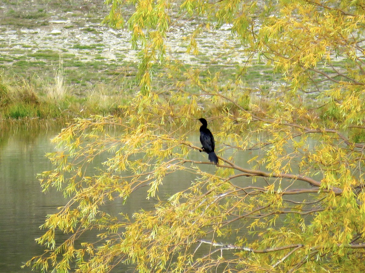 Little Pied Cormorant - Lisa Owens