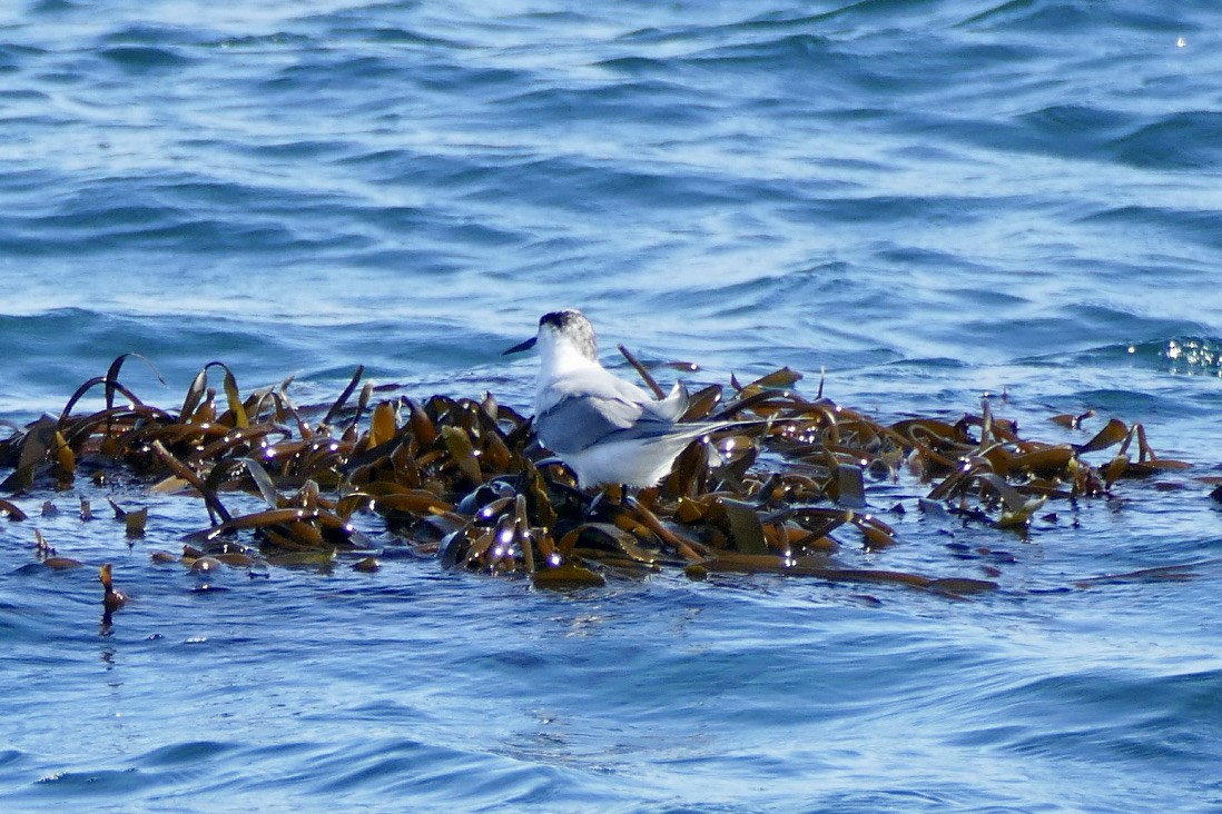 South American Tern - Peter Kaestner