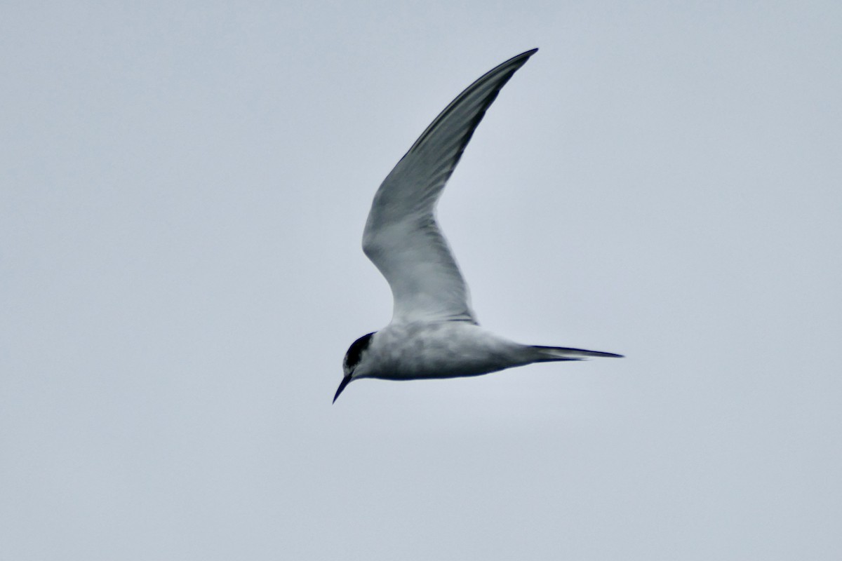 South American Tern - Peter Kaestner