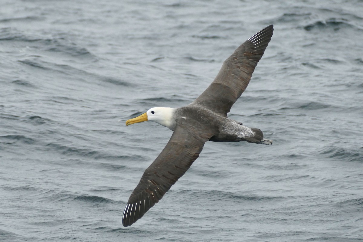 Waved Albatross - Peter Kaestner