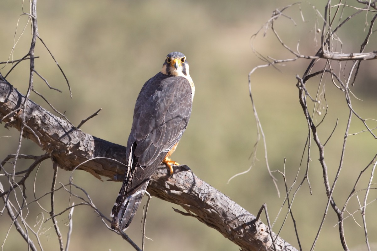 Aplomado Falcon - Michel Gutierrez