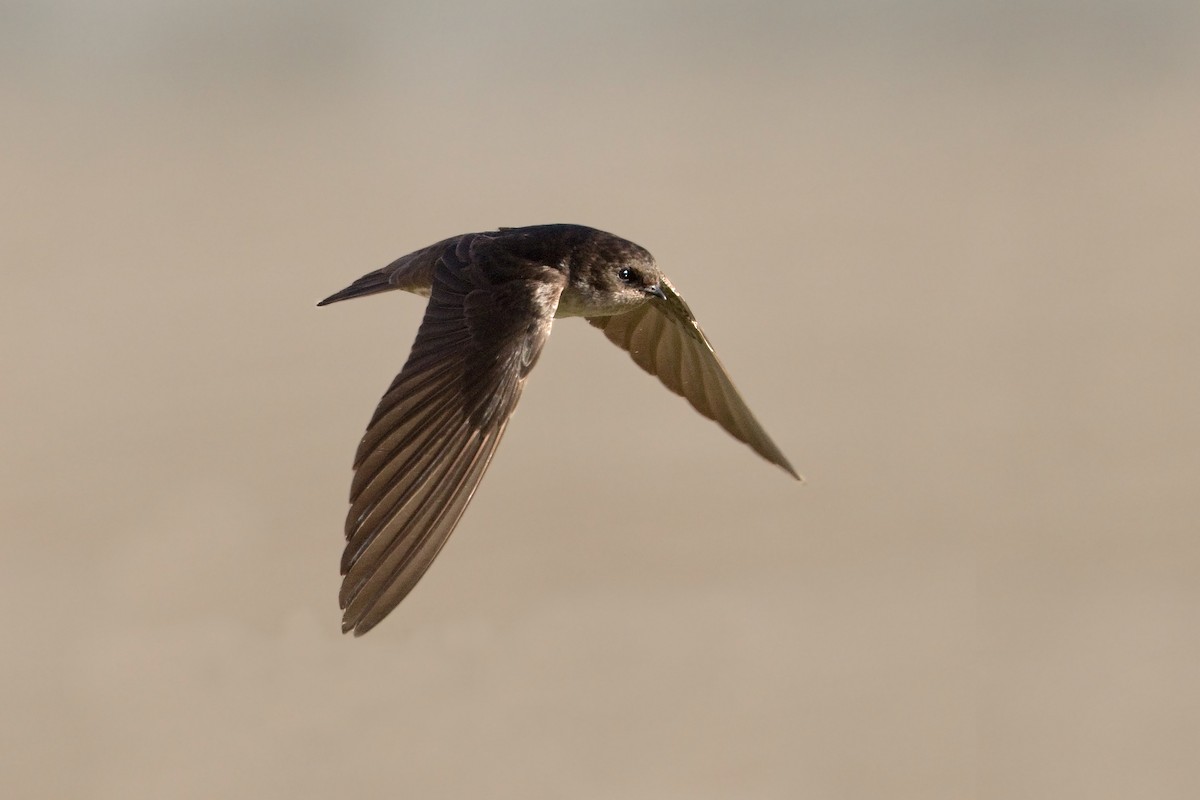 Andean Swallow - Michel Gutierrez