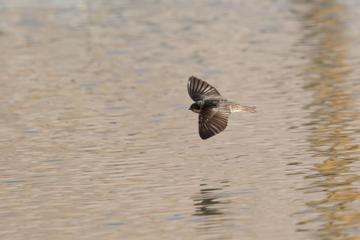 Andean Swallow - Michel Gutierrez