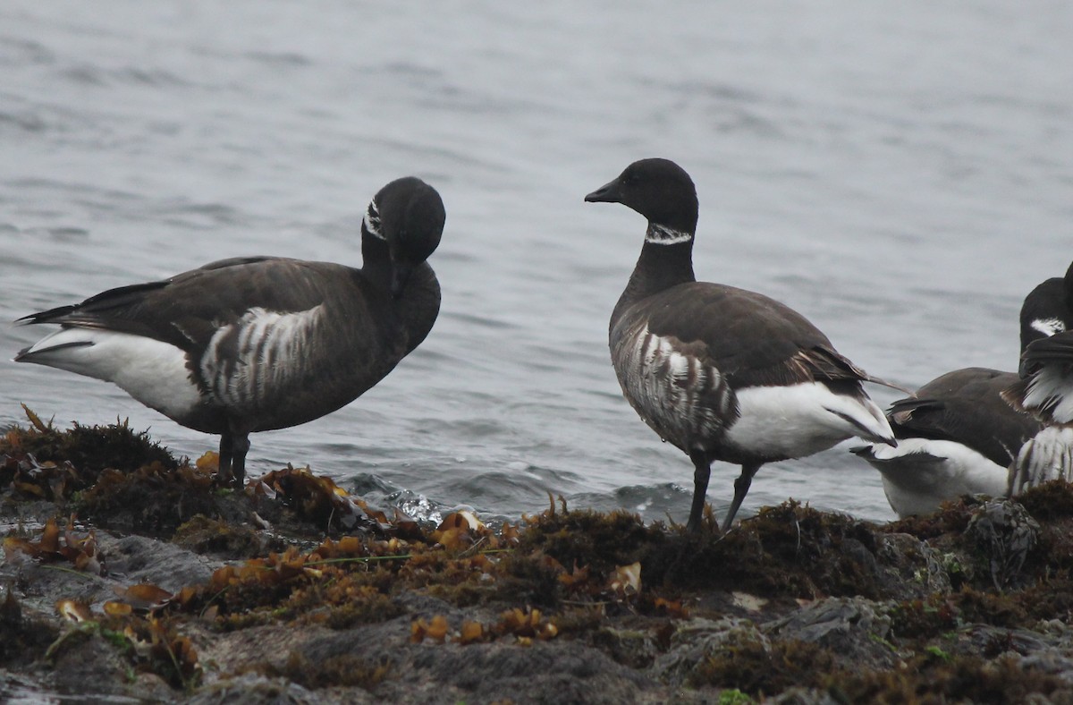 Brant - ML35441891