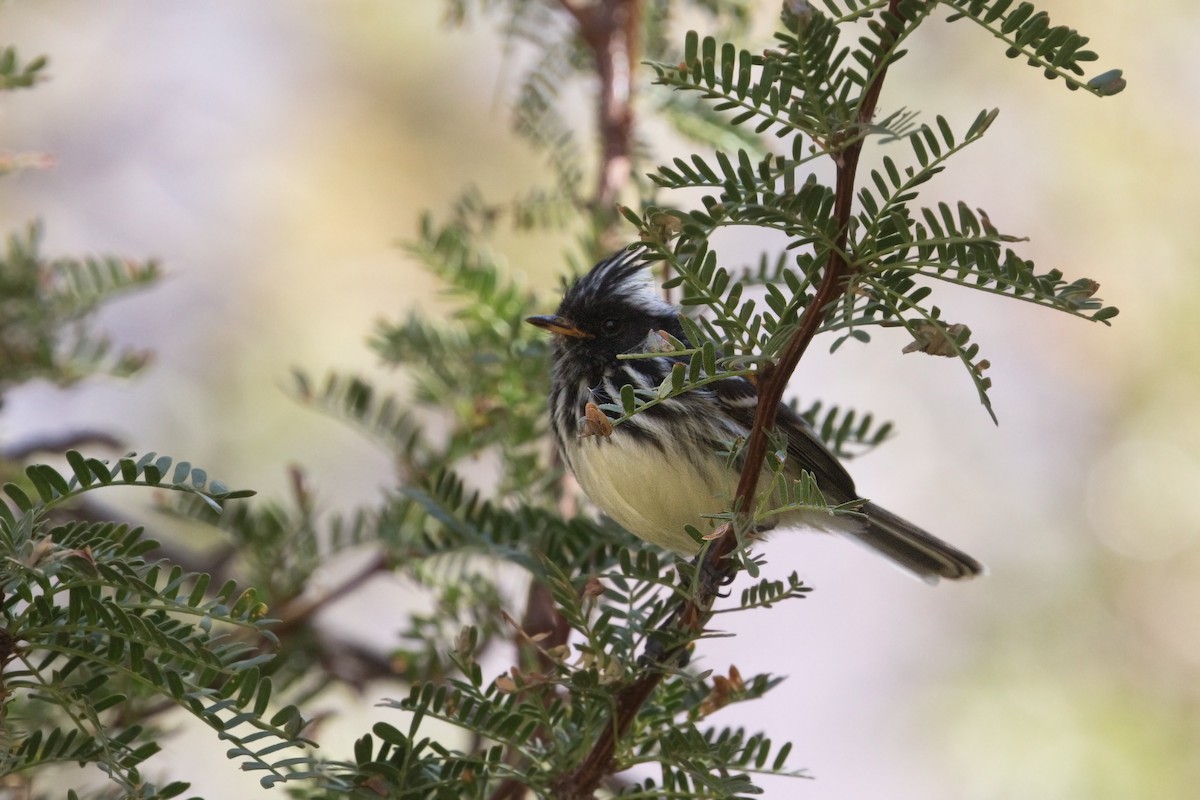 Pied-crested Tit-Tyrant - Michel Gutierrez