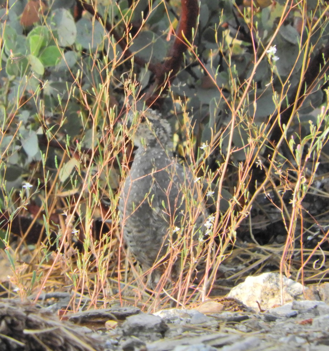 Mountain Quail - ML354421221