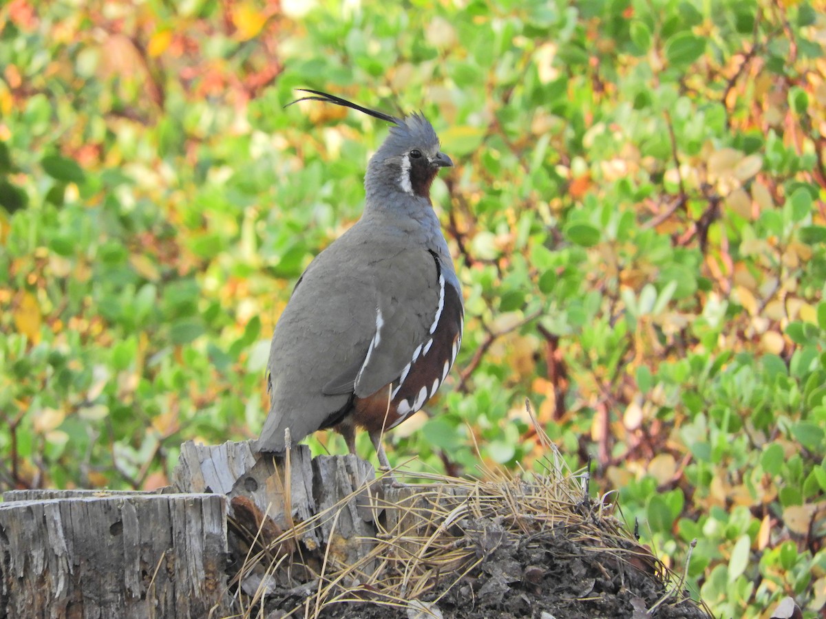 Mountain Quail - ML354421481