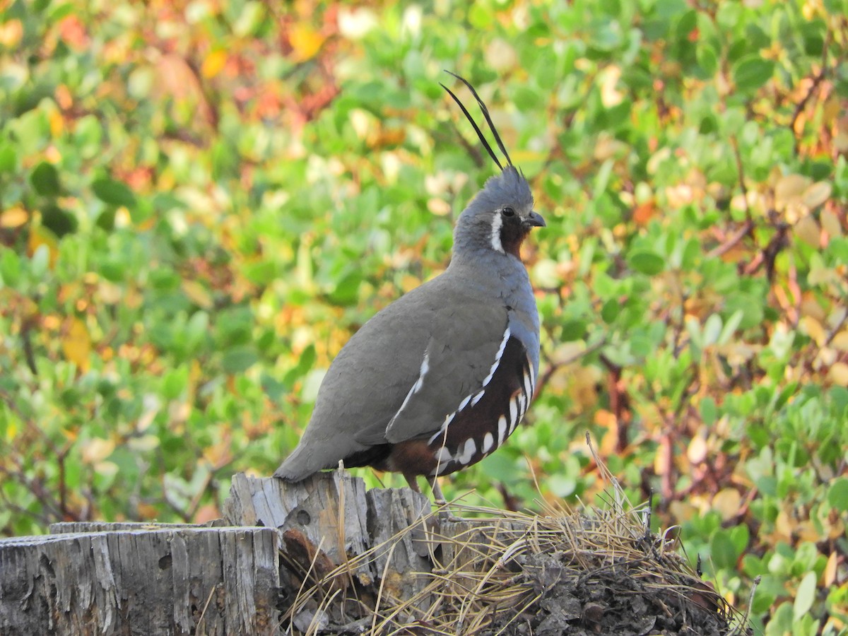 Mountain Quail - ML354421541