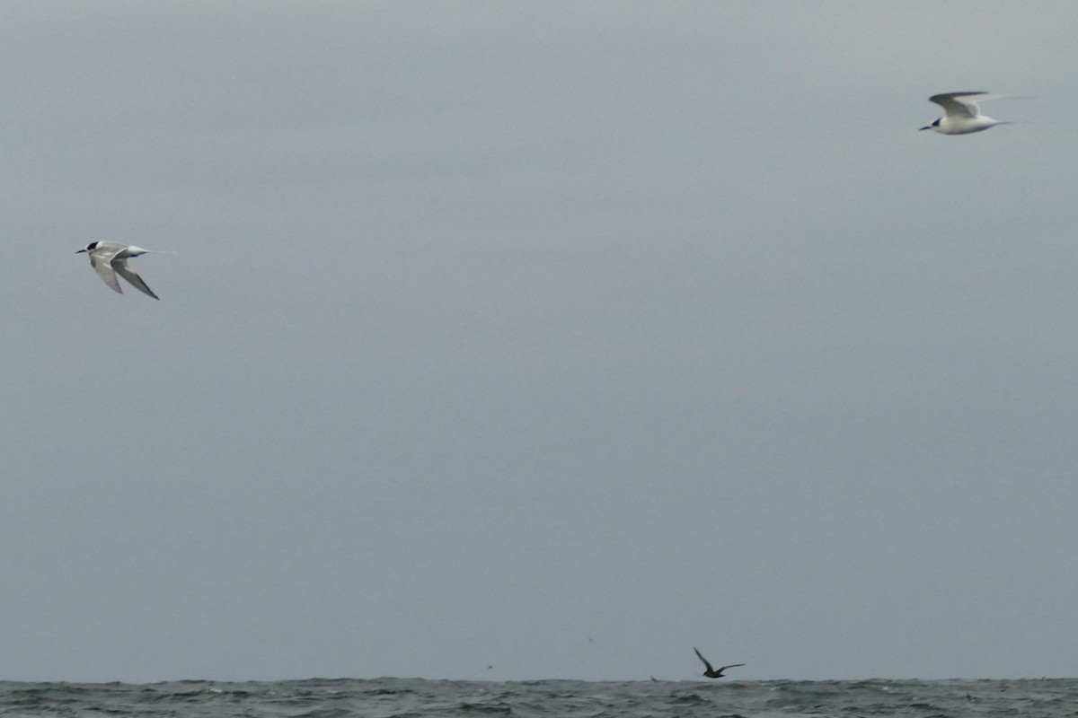 Falklandseeschwalbe - ML354422631