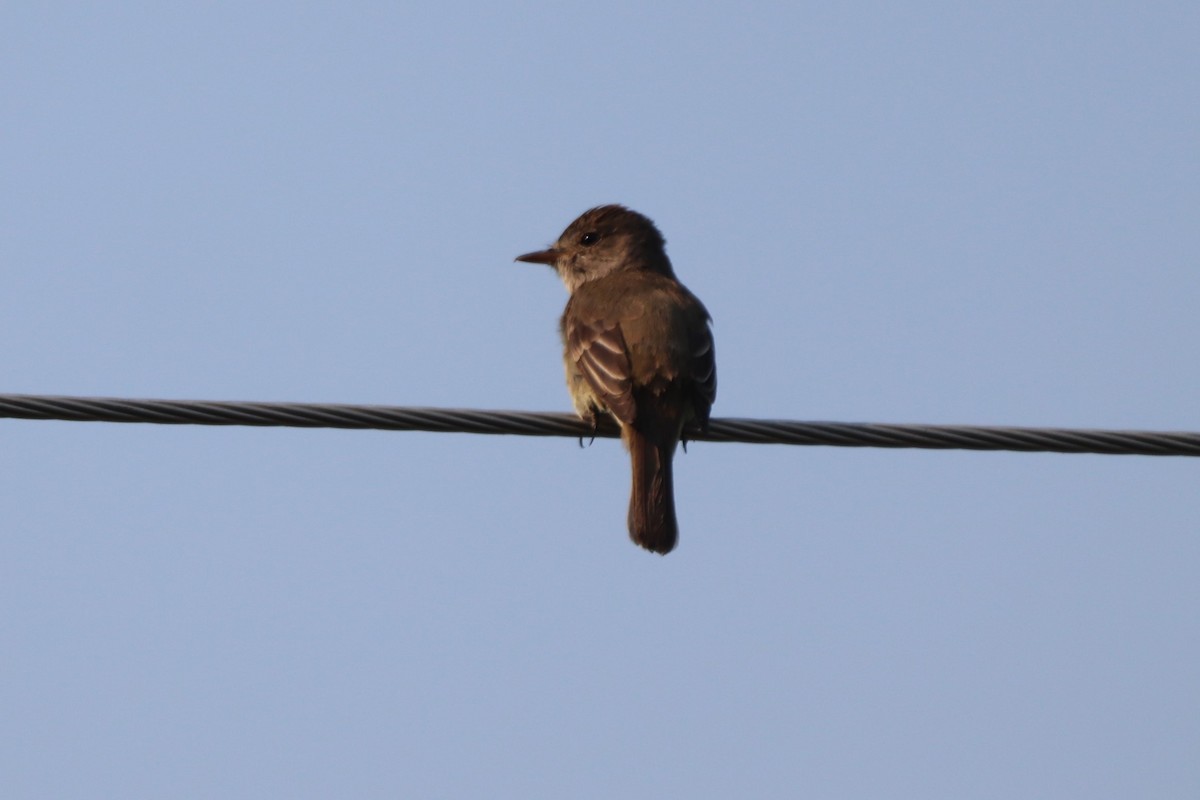 Willow Flycatcher - ML354423051