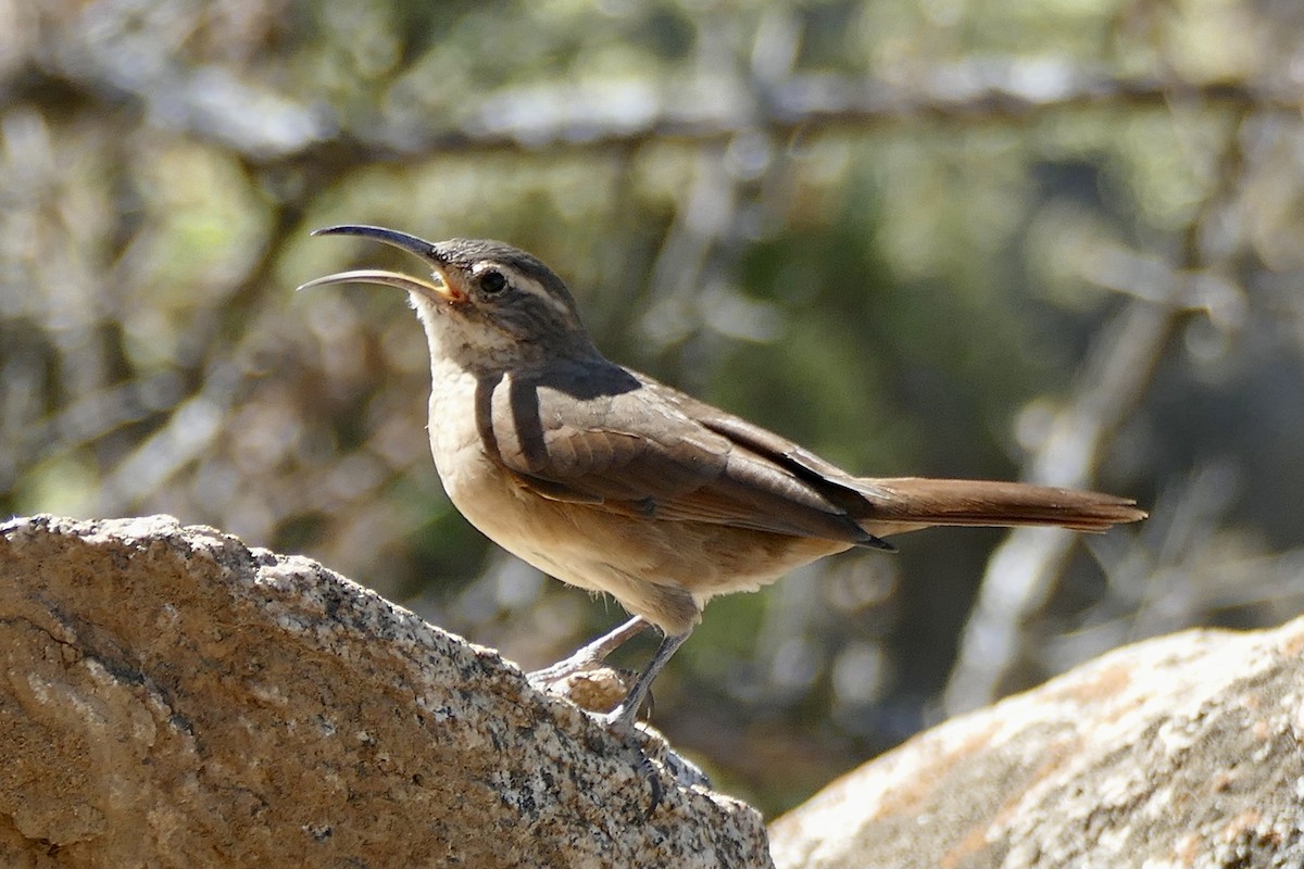 White-throated Earthcreeper - ML354423761