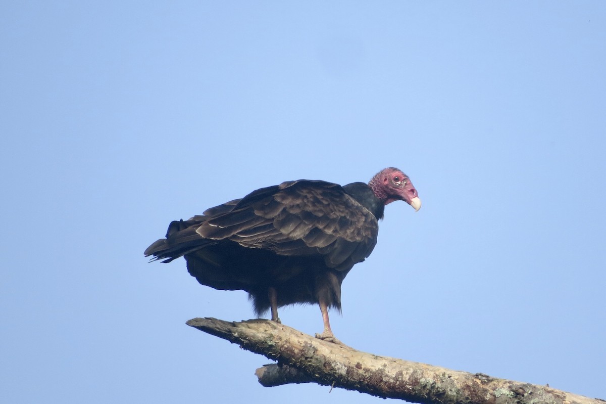 Turkey Vulture - ML354424401