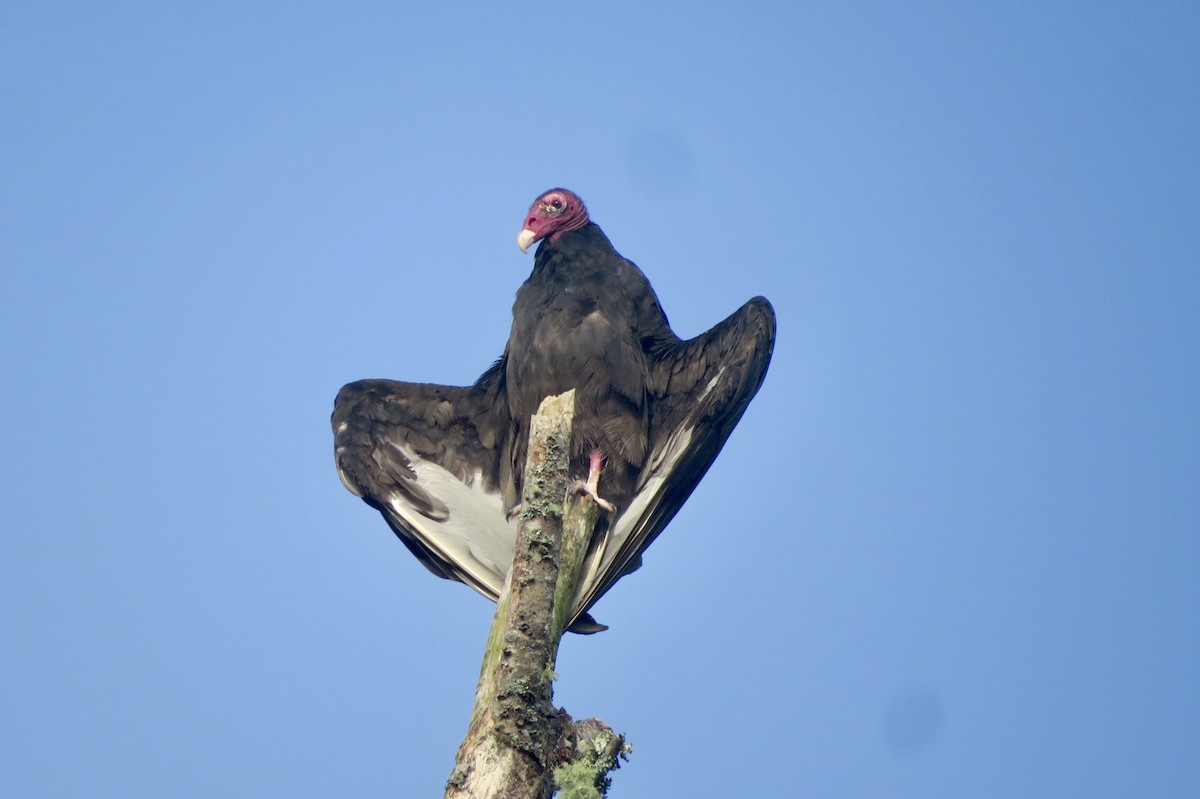 Turkey Vulture - ML354424431