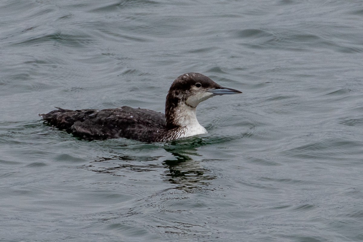 Pacific Loon - Charles Robshaw