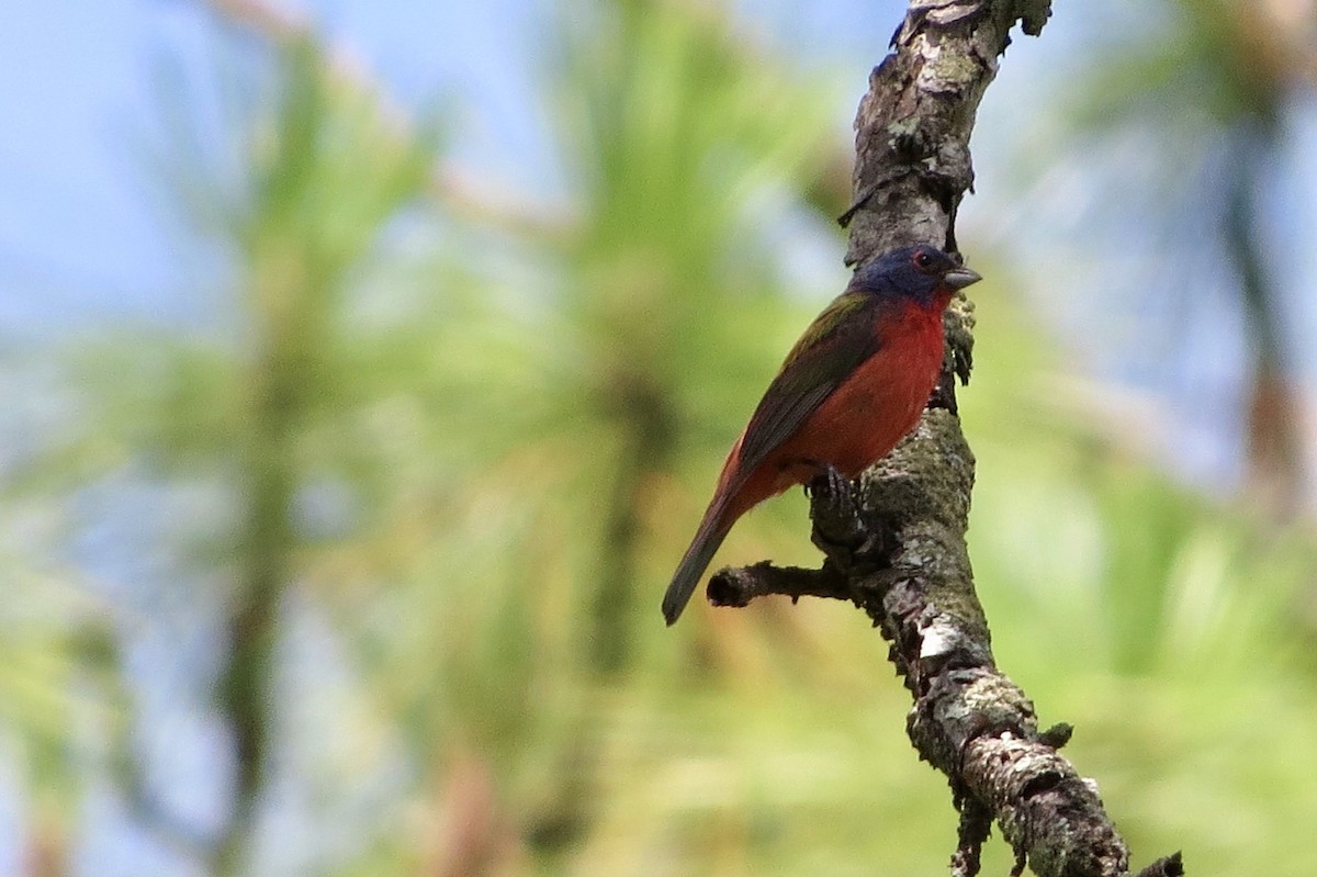 Painted Bunting - ML354425281