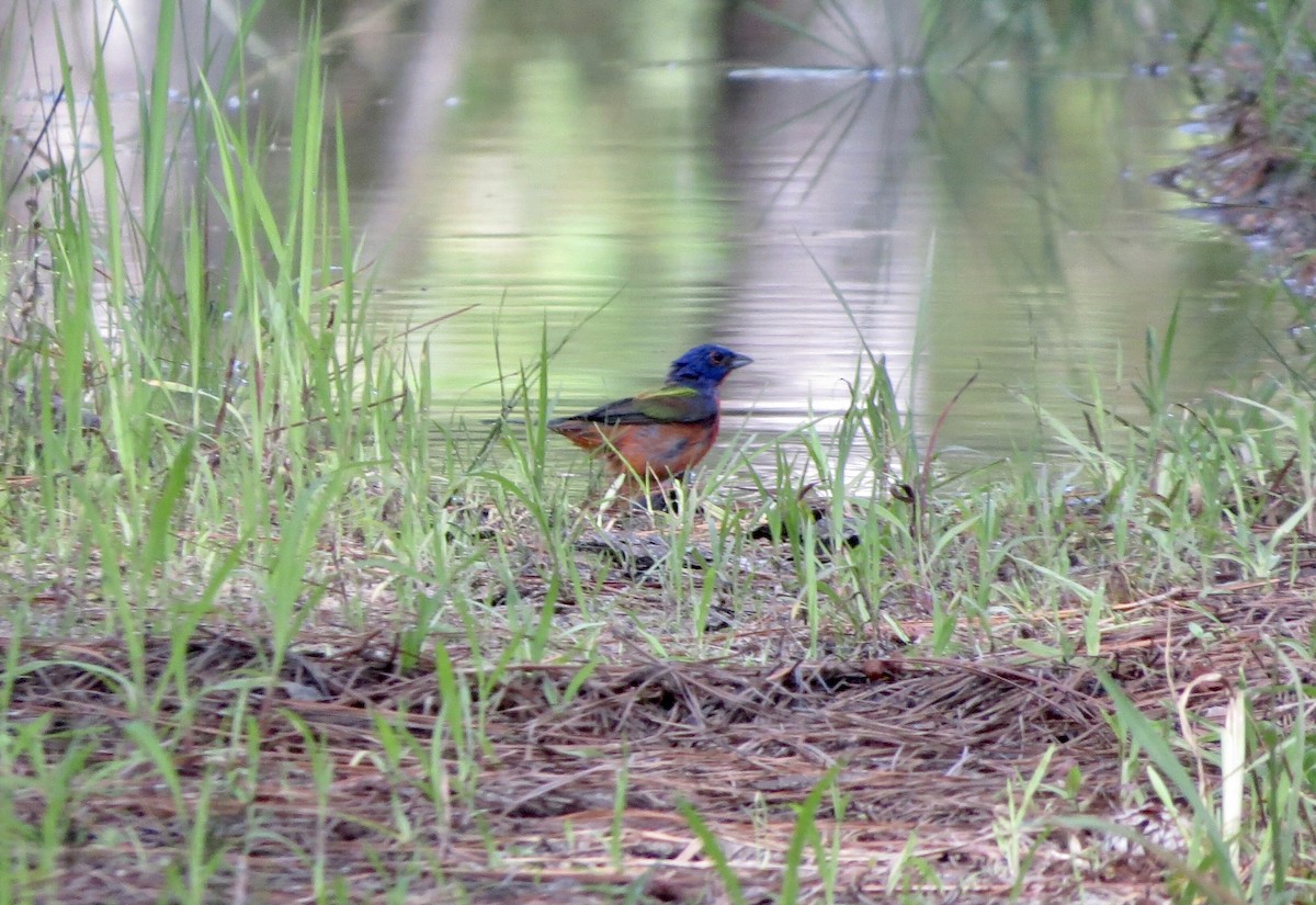 Painted Bunting - ML354425291