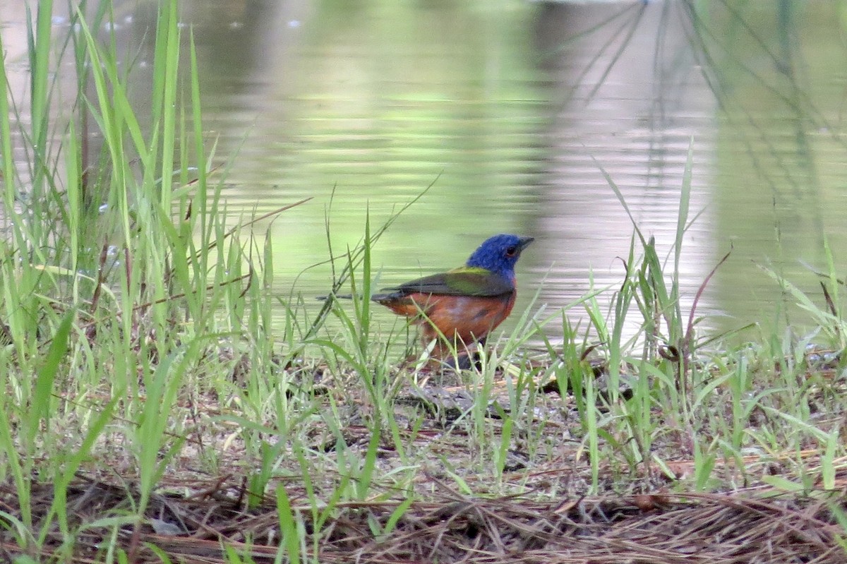 Painted Bunting - ML354425301