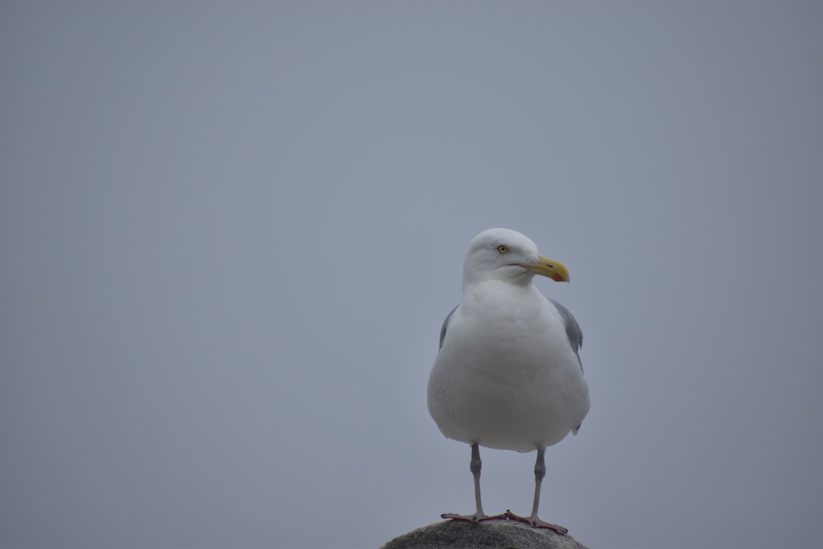 Herring Gull - ML354425641