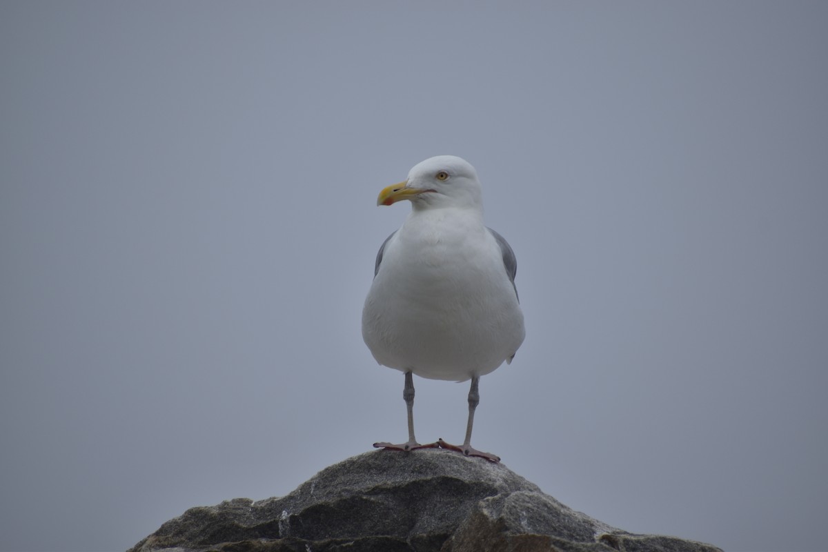 Herring Gull - ML354425681