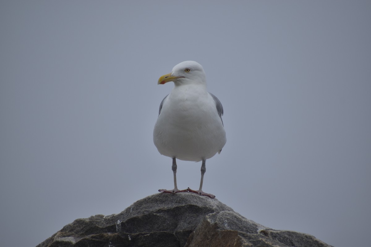 Herring Gull - ML354425711